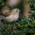 Wintergoldhähnchen (Regulus regulus)