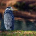 Graureiher (Ardea cinerea
