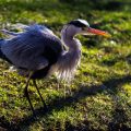Graureiher (Ardea cinerea)