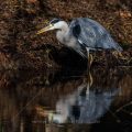 Graureiher (Ardea cinerea)