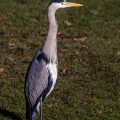 Graureiher (Ardea cinerea)