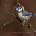 Blaumeise (Cyanistes caeruleus)