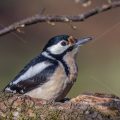 Buntspecht (Dendrocopos major) Weibchen