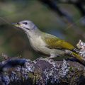 Grauspecht (Picus canus) Weibchen
