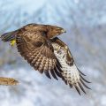 Mäusebussard (Buteo buteo)