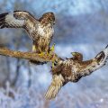 Mäusebussard (Buteo buteo)
