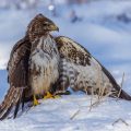Mäusebussard (Buteo buteo)