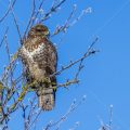 Mäusebussard (Buteo buteo)
