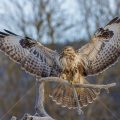 Mäusebussard (Buteo buteo)