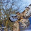 Mäusebussard (Buteo buteo)