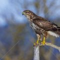 Mäusebussard (Buteo buteo)