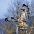 Mäusebussard (Buteo buteo)