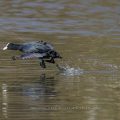 Bläßhuhn (Fulica atra)