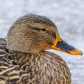 Stockente (Anas platyrhynchos) Weibchen