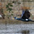 Kormoran (Phalacrocorax carbo)