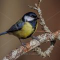 Kohlmeise (parus major)