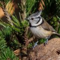 Haubenmeise (Lophophanes cristatus)