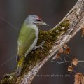 Grauspecht (Picus canus) Männchen