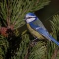 Blaumeise (Cyanistes caeruleus)