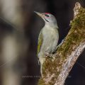 Grauspecht (Picus canus) Männchen