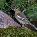 Buchfink (Fringilla coelebs) Weibchen
