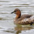 Zwergtaucher (Tachybaptus ruficollis)