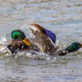 Stockenten (Anas platyrhynchos) Männchen streiten sich