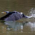 Kormoran (Phalacrocorax carbo)