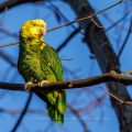 Gelbkopfamazone (Amazona oratrix)