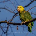 Gelbkopfamazone (Amazona oratrix)