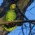 Gelbkopfamazone (Amazona oratrix)