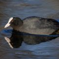 Bläßhuhn (Fulica atra)