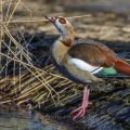 Nilgans (Alopochen aegyptiacus)