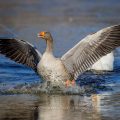 Graugans (Anser anser)