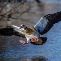 Nilgans (Alopochen aegyptiacus)