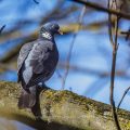 Ringeltaube (Columba palumbus)