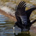 Rabenkrähe (Corvus corone)