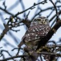 Steinkauz (Athene noctua)
