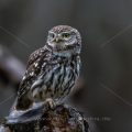 Steinkauz (Athene noctua)