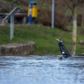 Kormoran (Phalacrocorax carbo)