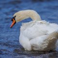 Höckerschwan (Cygnus olor)