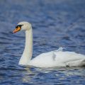Höckerschwan (Cygnus olor)