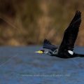 Kormoran (Phalacrocorax carbo)