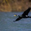 Kormoran (Phalacrocorax carbo)