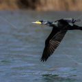 Kormoran (Phalacrocorax carbo)