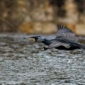 Kormoran (Phalacrocorax carbo)