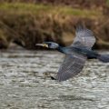 Kormoran (Phalacrocorax carbo)
