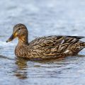 Stockente (Anas platyrhynchos) Weibchen