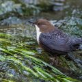 Wasseramsel (Cinclus cinclus)