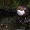 Wasseramsel (Cinclus cinclus)